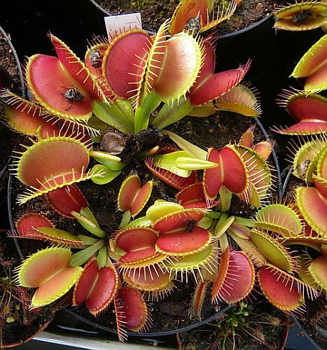 Dionaea muscipula Tims Giant venus fly trap seeds