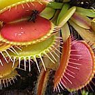 Dionaea muscipula Tims Giant Venusfliegenfalle Samen