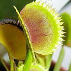 Dionaea muscipula UK sawtooth number1 Venusfliegenfalle Samen