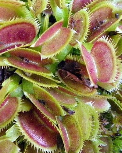 Dionaea muscipula UK sawtooth number2 venus fly trap seeds