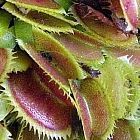 Dionaea muscipula UK sawtooth number2 Venusfliegenfalle Samen
