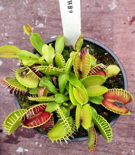 Dionaea muscipula WB9 venus fly trap seeds