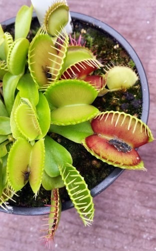 Dionaea muscipula WB9 venus fly trap seeds