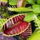 Dionaea muscipula WB9  cемян