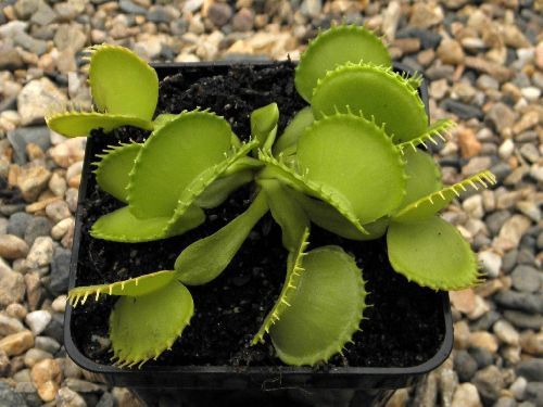 Dionaea muscipula Werewolf venus fly trap seeds