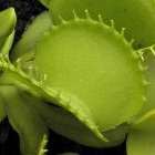 Dionaea muscipula Werewolf