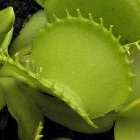 Dionaea muscipula Werewolf  semi