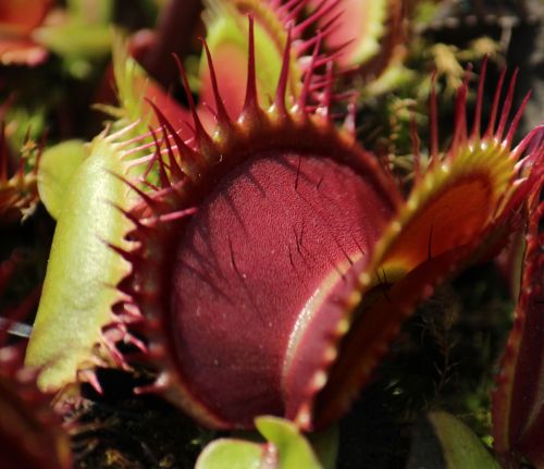 Dionaea muscipula X1 Carnigarden Venus fly trap seeds