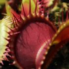 Dionaea muscipula X1 Carnigarden Venusfliegenfalle Samen