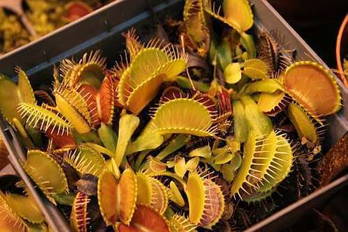 Dionaea muscipula Yellow-Orange venus fly trap seeds