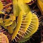 Dionaea muscipula Yellow-Orange Dion?e ? Attrape-mouche graines