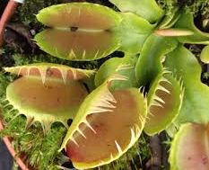 Dionaea muscipula Yellow fused Venus fly trap seeds