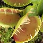Dionaea muscipula Yellow fused