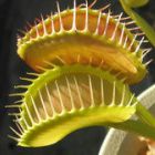 Dionaea muscipula Z11 Venusfliegenfalle Samen