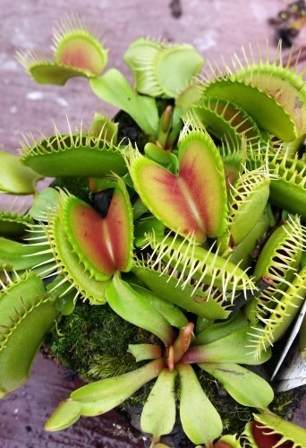 Dionaea muscipula big teeth red giant venus fly trap seeds