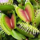 Dionaea muscipula big teeth red giant  cемян