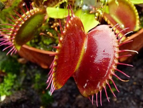 Dionaea muscipula fine teeth red venus fly trap seeds