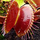 Dionaea muscipula fine teeth red