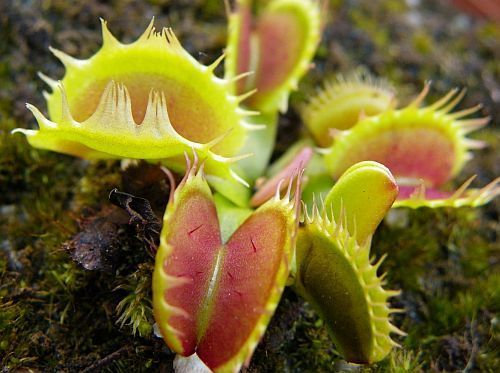Dionaea muscipula grob gezackt flach venus fly trap seeds