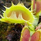 Dionaea muscipula grob gezackt flach Venusfliegenfalle Samen