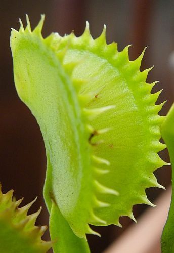 Dionaea muscipula tiger teeth venus fly trap seeds