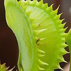 Dionaea muscipula tiger teeth Venusfliegenfalle Samen