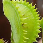 Dionaea muscipula tiger teeth