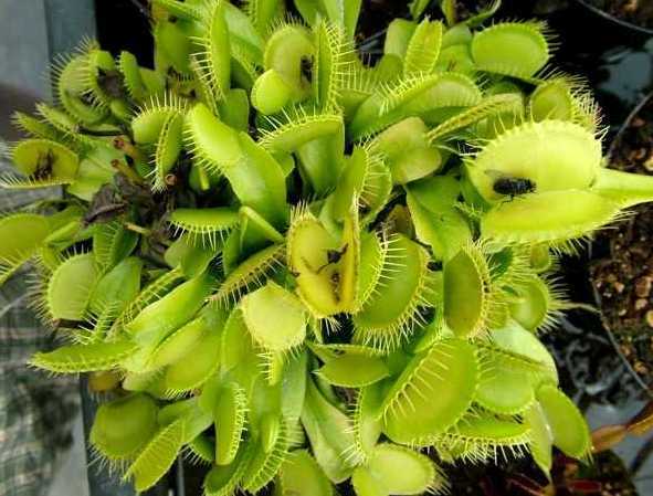 Dionaea muscipula var. heterophylla low venus fly trap seeds