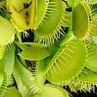 Dionaea muscipula var. heterophylla low la dion?e - plante carnivore graines