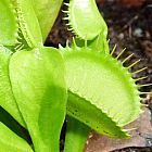 Dionaea muscipula var. heterophylla upright Piante Carnivore semi