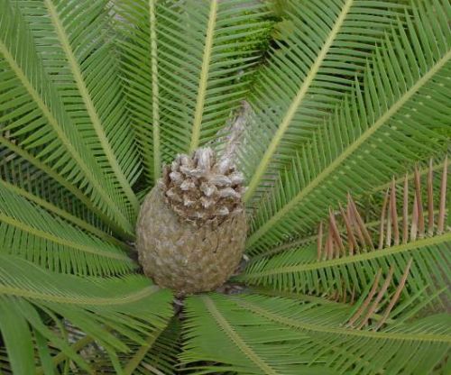 Dioon edule Chestnut dioon seeds