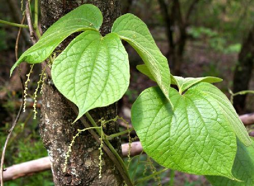 Dioscorea dregeana wild yam seeds