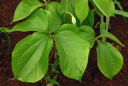 Dioscorea dumetorum African bitter yam - three-leaved yam - quinim seeds