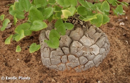 Dioscorea elephantipes Elephants foot seeds