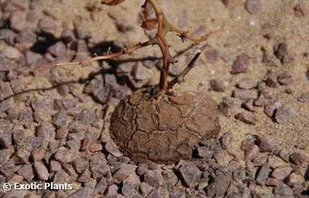 Dioscorea elephantipes Elephants foot seeds