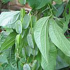 Dioscorea filiformis Caudexpflanze Samen