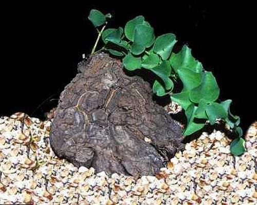 Dioscorea hemicrypta elephant foot - caudex seeds