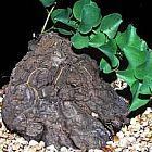 Dioscorea hemicrypta, Elephantenfuß, Caudex Samen