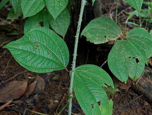 Dioscorea hispida Asiatic Bitter Yam seeds