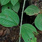 Dioscorea hispida Caudexpflanze Samen