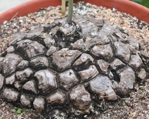 Dioscorea mexicana Testudinaria seeds