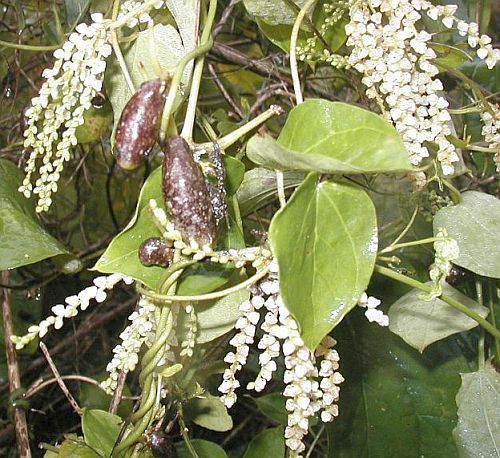 Dioscorea quartiniana var. quartiniana caudiciform seeds