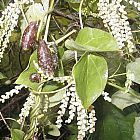 Dioscorea quartiniana var. quartiniana Caudexpflanze Samen