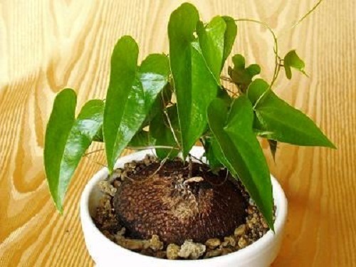 Dioscorea sylvatica elephant foot - caudex seeds