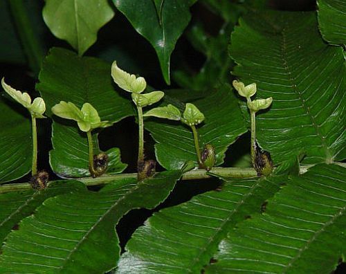 Diplazium proliferum mother fern seeds