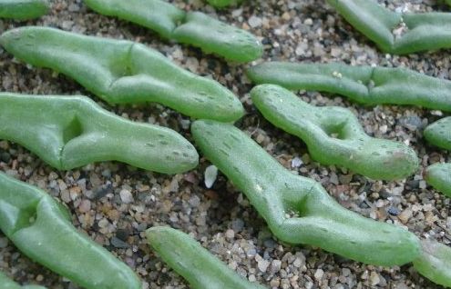 Diplosoma retroversum Succulent seeds