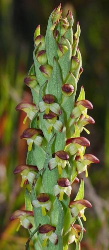Disa bracteata orchids seeds
