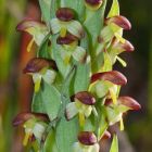 Disa bracteata