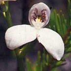 Disa caulescens Orchidee - Orchideen Samen