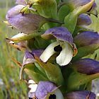 Disa cornuta orchid?es graines